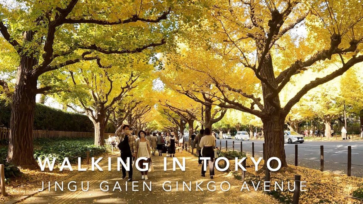 WALKING IN TOKYO/JINGU GAIEN GINKGO AVENUE