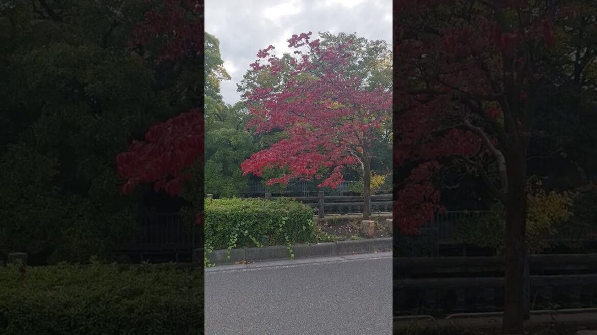 Tree Color Change in Japan _Most Beautiful Place in Japan #japan #travel  #travelvlog