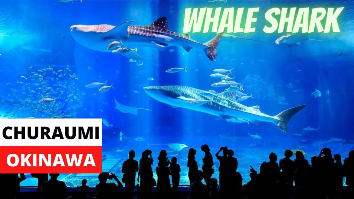 OKINAWA CHURAUMI AQUARIUM [4K VIDEO]| WHALE SHARK | JAPAN TRAVEL VLOG | MAMUN CHOWDHURY | JAPAN 2022