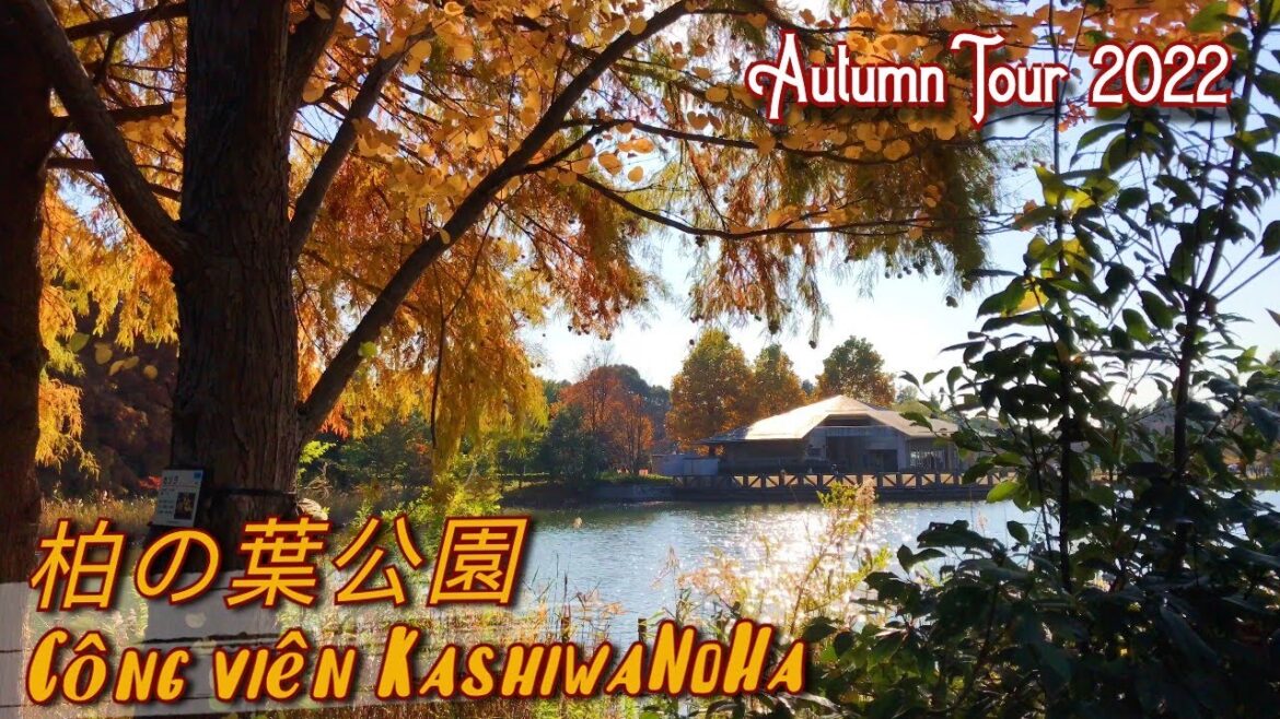 Japan Autumn Tour 2022 | Kashiwanoha Park, Chiba | Mon Japan Japan Autumn Tour 2022 | Kashiwanoha Park, Chiba | Mon Japan