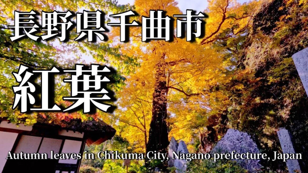 長野県千曲市の紅葉Autumn leaves in Chikuma city, Nagano prefecture, Japan 長野県千曲市の紅葉Autumn leaves in Chikuma city, Nagano prefecture, Japan