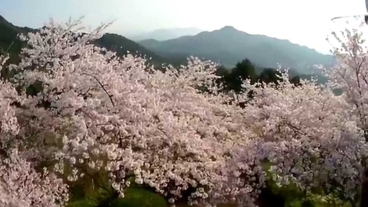 Motorcycle trip, Japan,バイクツーリング 花見ツーリング Cherry Blossom Tour Spring 春 2014