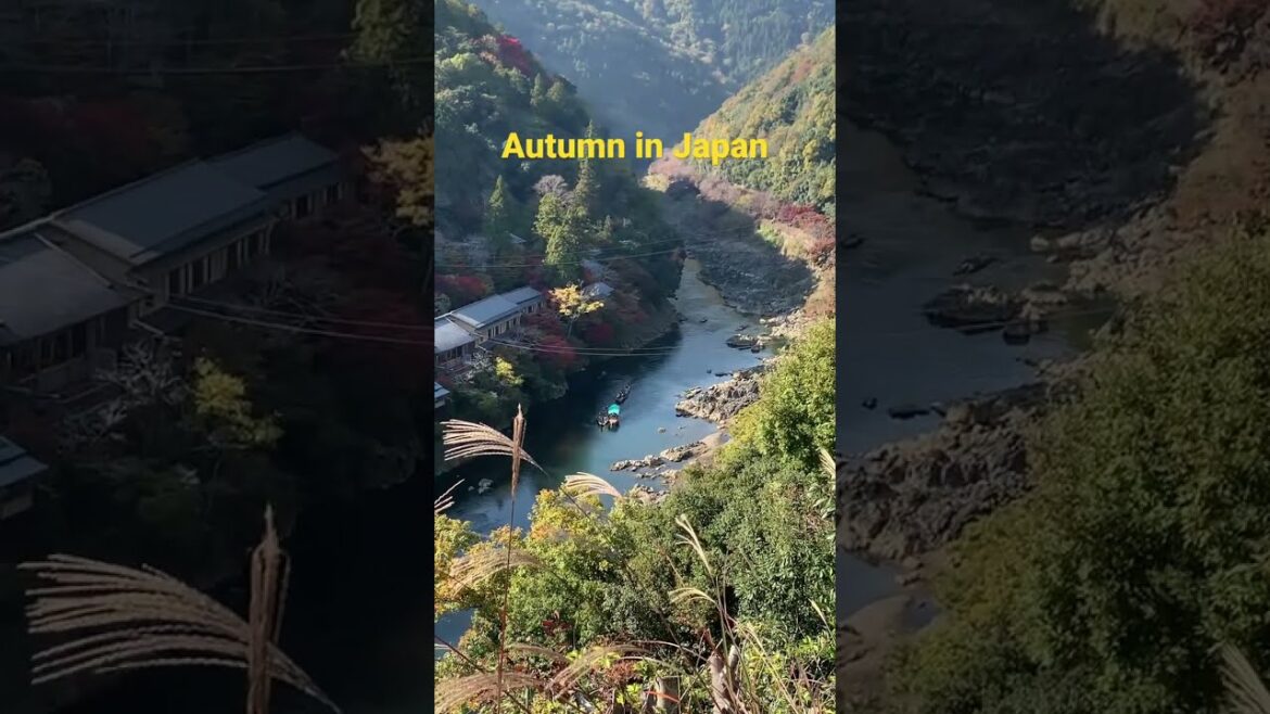 Enjoy river view Autumn in Japan #autumn #japan #kyoto