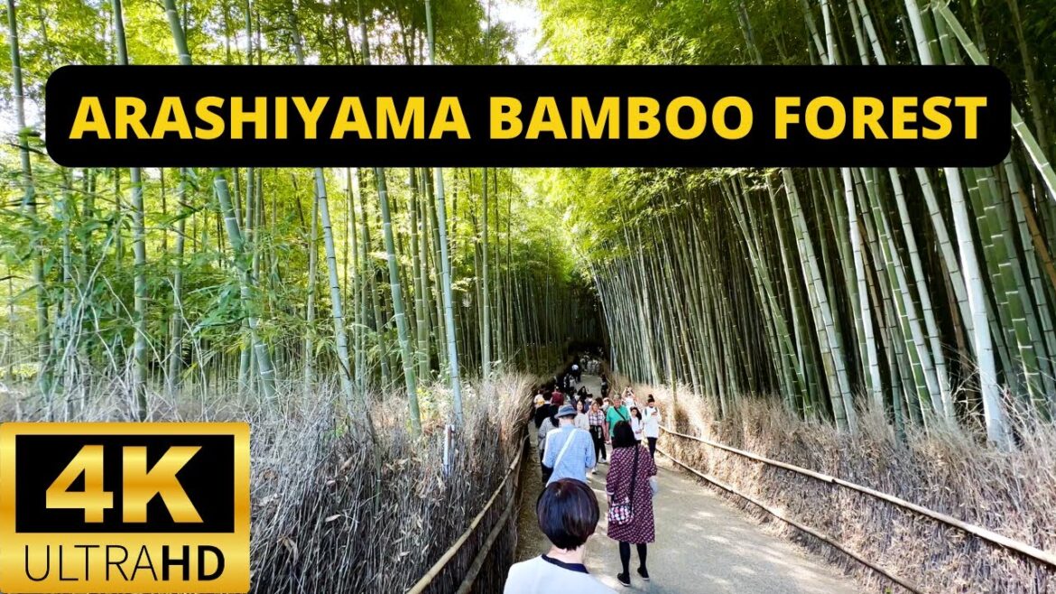 KYOTO, JAPAN 🇯🇵 [4K] Arashiyama Bamboo Forest — Walking Tour — NOVEMBER 2022