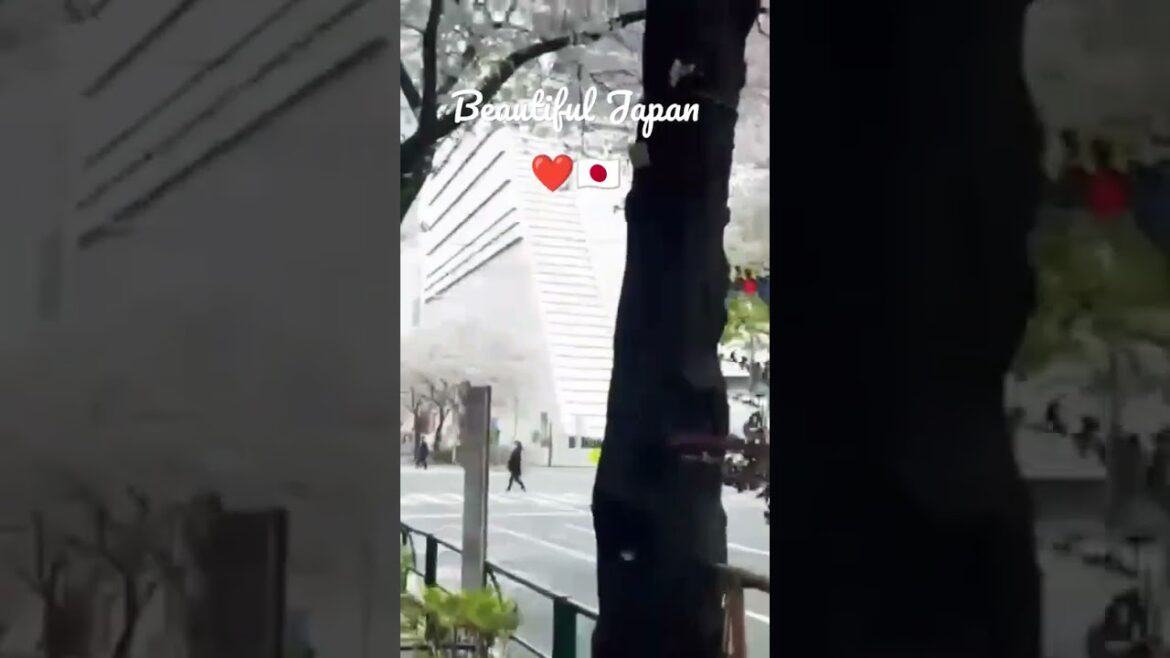 Japan Street ❤️🇯🇵 #shorts #travel #road Japan Street ❤️🇯🇵 #shorts #travel #road