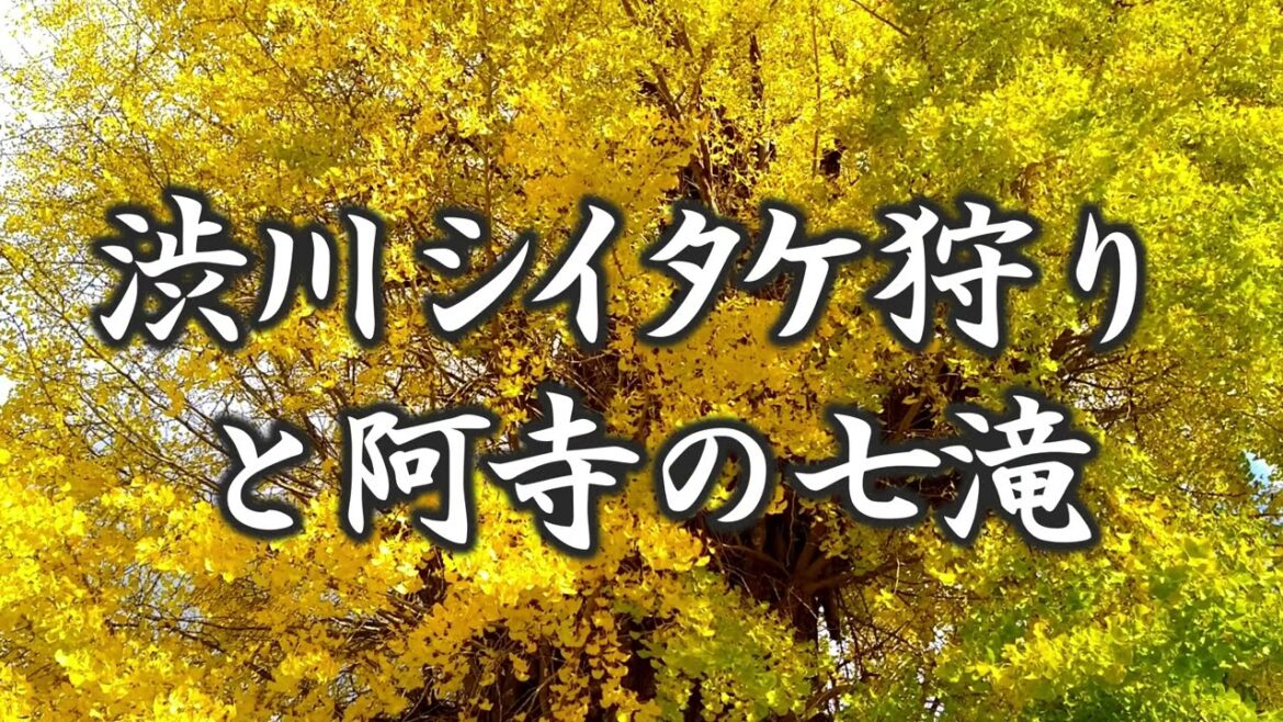 渋川シイタケ狩りと阿寺の七滝｜HTC ドライブ観光スポット