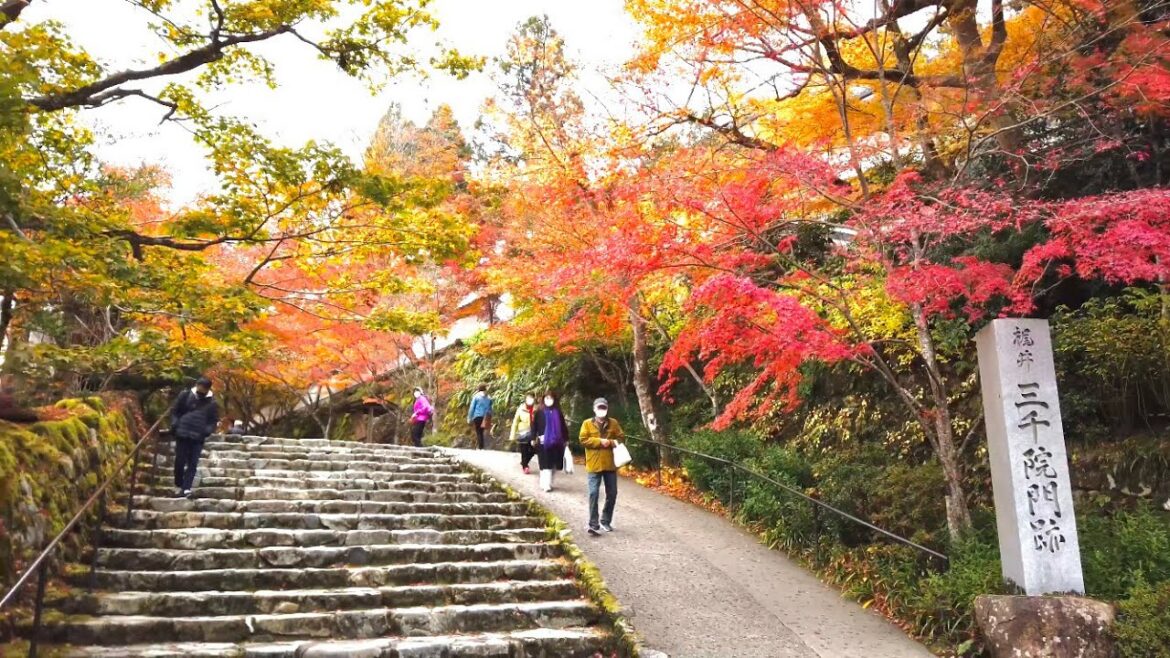 22年11月16日 大原の紅葉と京都を歩く 宝泉院,勝林院,実光院,三千院,大原の里 Walk around Kyoto city,Japan vlog 22年11月16日 大原の紅葉と京都を歩く 宝泉院,勝林院,実光院,三千院,大原の里 Walk around Kyoto city,Japan vlog