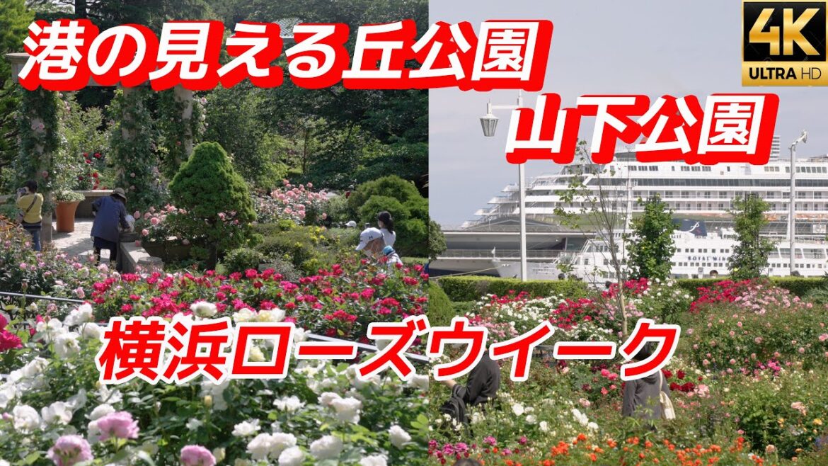 🌹横浜ローズウィーク🌹港の見える丘公園 山下公園 YokohamaRoseWeek RoseGardena バラ園 春バラ 薔薇 4K【α7SⅢ】【DJIPOCKET2】【撮影日】2022/5/8