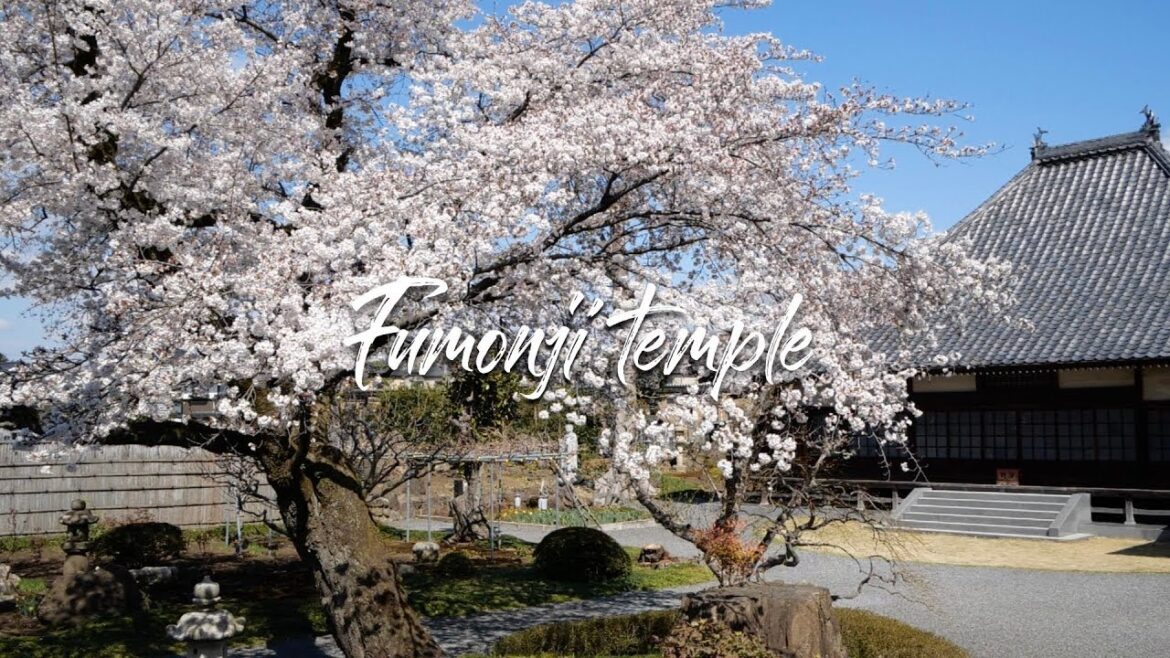 Cherry Blossoms Japan trip fumonji Temple