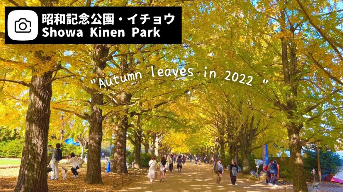 黄金に染まるイチョウ並木！紅葉ピークの昭和記念公園｜東京都立川市