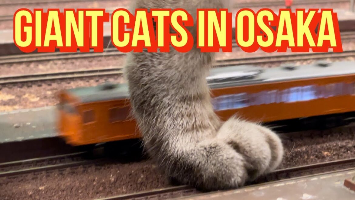 Giant Cats in Osaka, Diorama Restaurant, Osaka, Japan / ジオラマ食堂、大阪