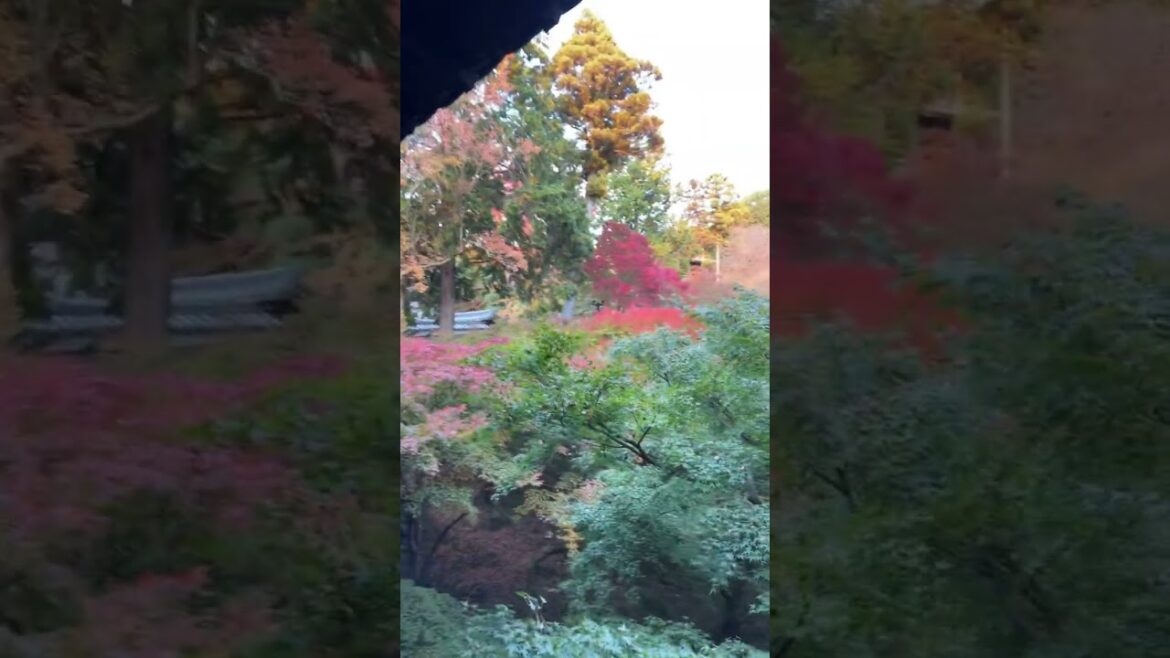京都紅葉情報！東福寺の11月10日現在／kei hayashi昨日より今日が好きになった