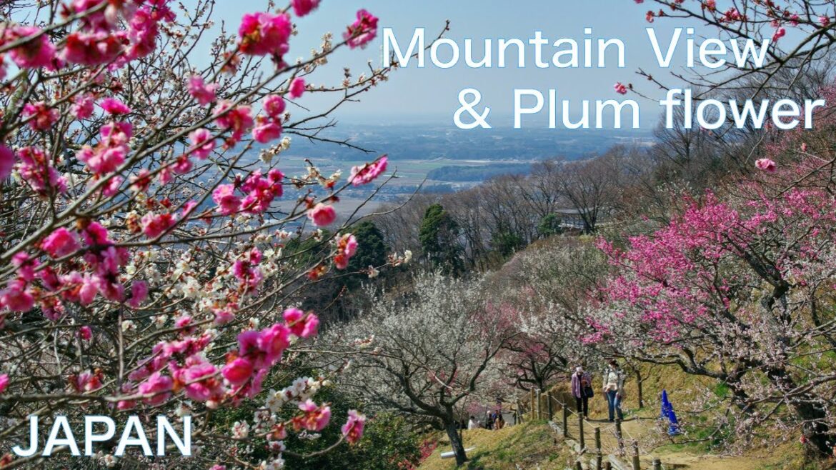 【JAPAN:Mountain view & Spring Flower】Climbing mountain and Walking into Plum flower trees Hiking 【JAPAN:Mountain view & Spring Flower】Climbing mountain and Walking into Plum flower trees Hiking