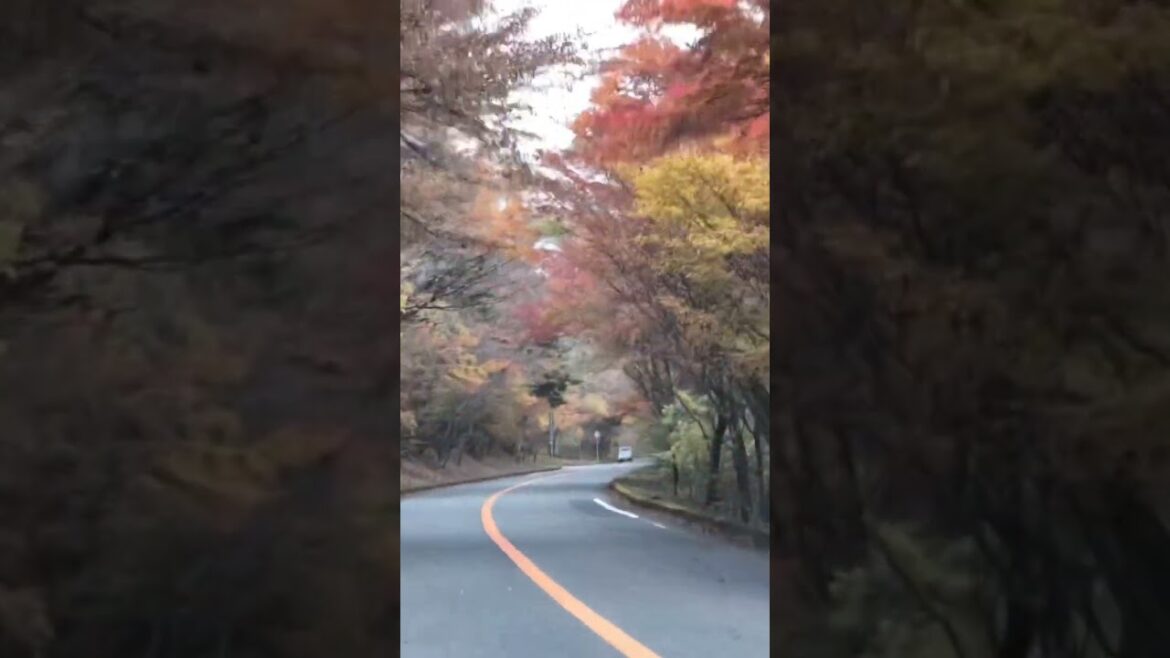 Autumnal Road Trip #shorts #travel #nature #japan