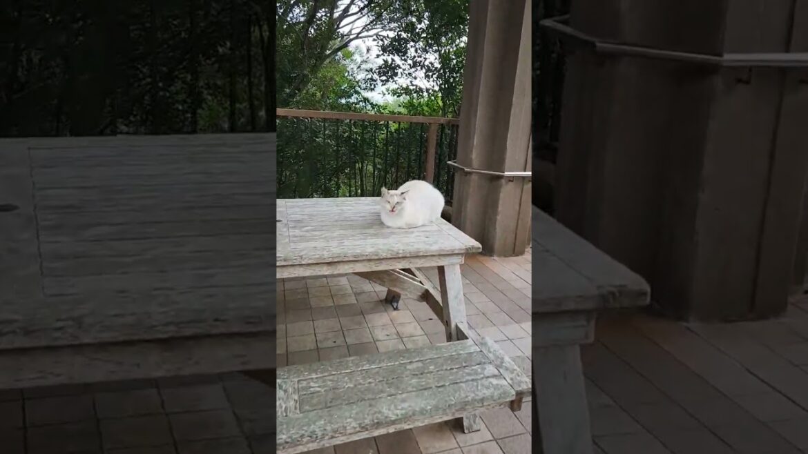 名護市にいた人懐っこい野良猫 #shorts