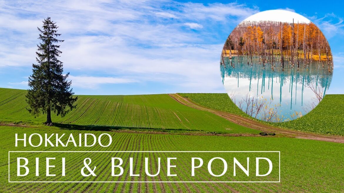 【北海道】美瑛絕景兜風路線!實際帶你邊開車邊解說(富良野・青池) 【北海道】美瑛絕景兜風路線!實際帶你邊開車邊解說(富良野・青池)