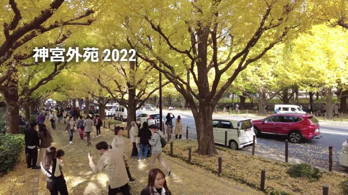 4K🍂見頃の銀杏並木＠明治神宮外苑 in 2022 / The Best Time for Ginkgo Avenue at Meiji Jingu Gaien in 2022