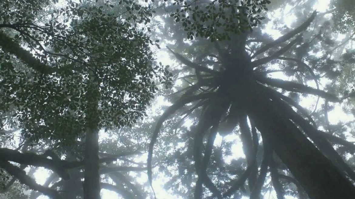 Yakushima - Popular Hiking Routes (& more!) in Sounds and Pictures