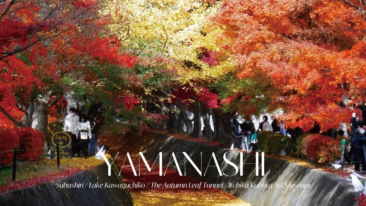 河口湖 紅葉|LAKE KAWAGUCHIKO – AUTUMN LEAVES 河口湖 紅葉|LAKE KAWAGUCHIKO - AUTUMN LEAVES