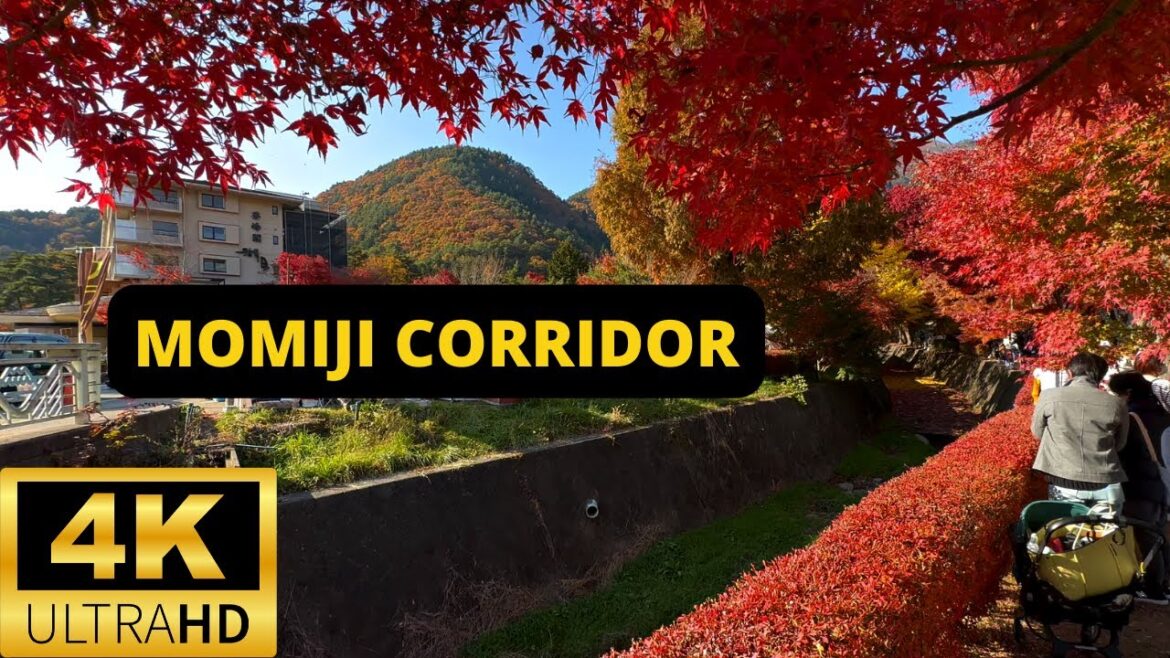 FUJIKAWAGUCHIKO, JAPAN 🇯🇵 [4K] Momiji Corridor — Koyo Autumn Leaves Festival — NOVEMBER 2022