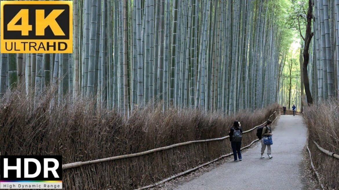 Kyoto Japan - Arashiyama Bamboo Forest // 4K HDR