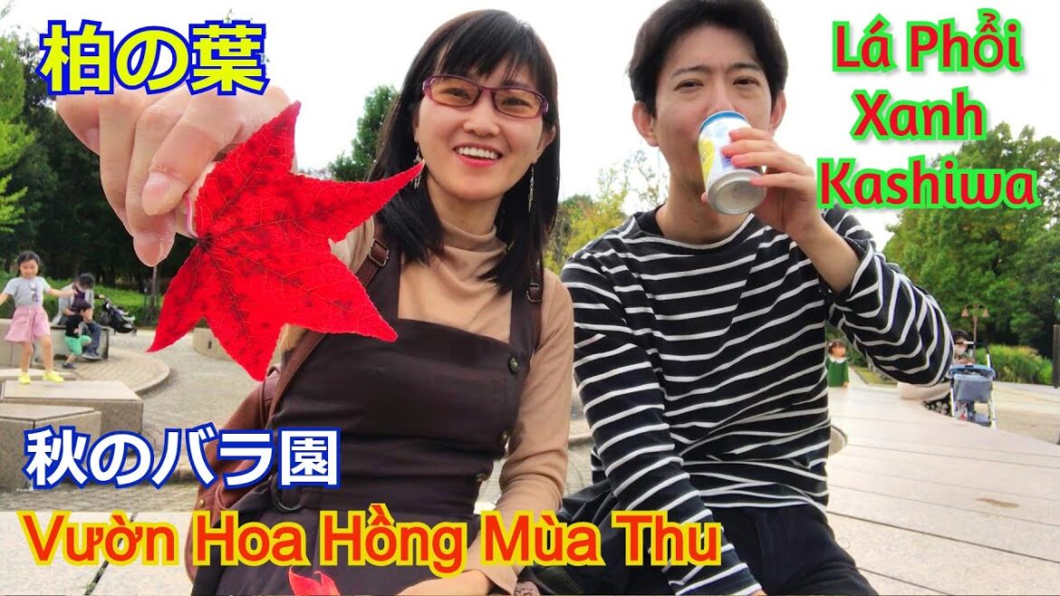 Lạc vào lá phổi xanh của thành phố Kashiwa | Vườn Hoa Hồng Mùa Thu | Đàn Cá KOI vi diệu | 柏の葉.