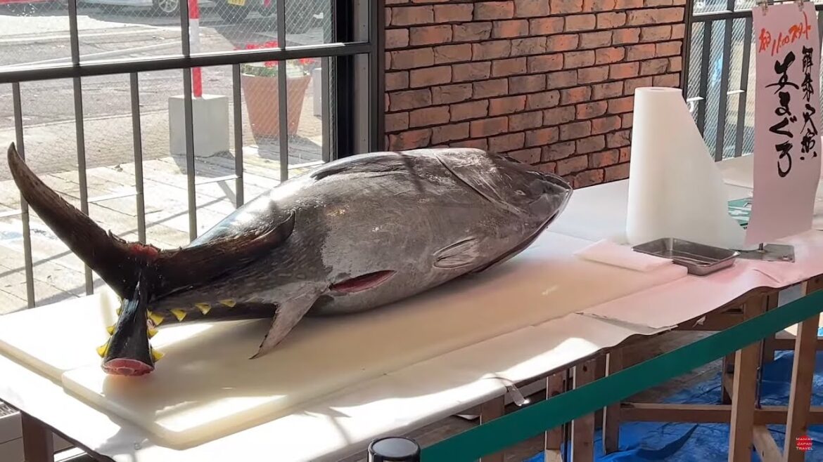 [ライブ配信アーカイブ] 北海道 函館さんぽ③ -まぐろ解体ショーを見よう- 2022/11/19