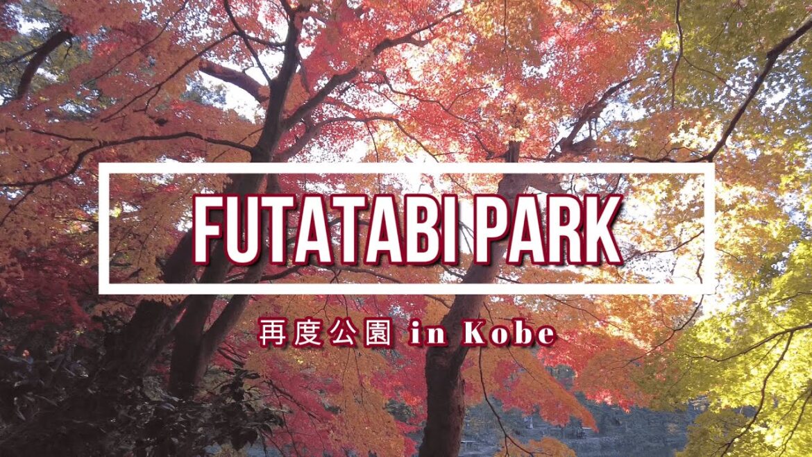 🍁 Autumn Foliage in Futatabi park in Kobe | 🍂再度公園の圧巻の紅葉を堪能！