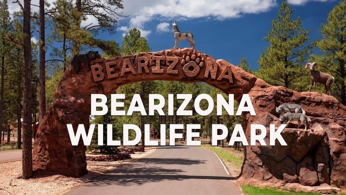 Amazing Wildlife Park in Arizona | Explore Bearizona Amazing Wildlife Park in Arizona | Explore Bearizona