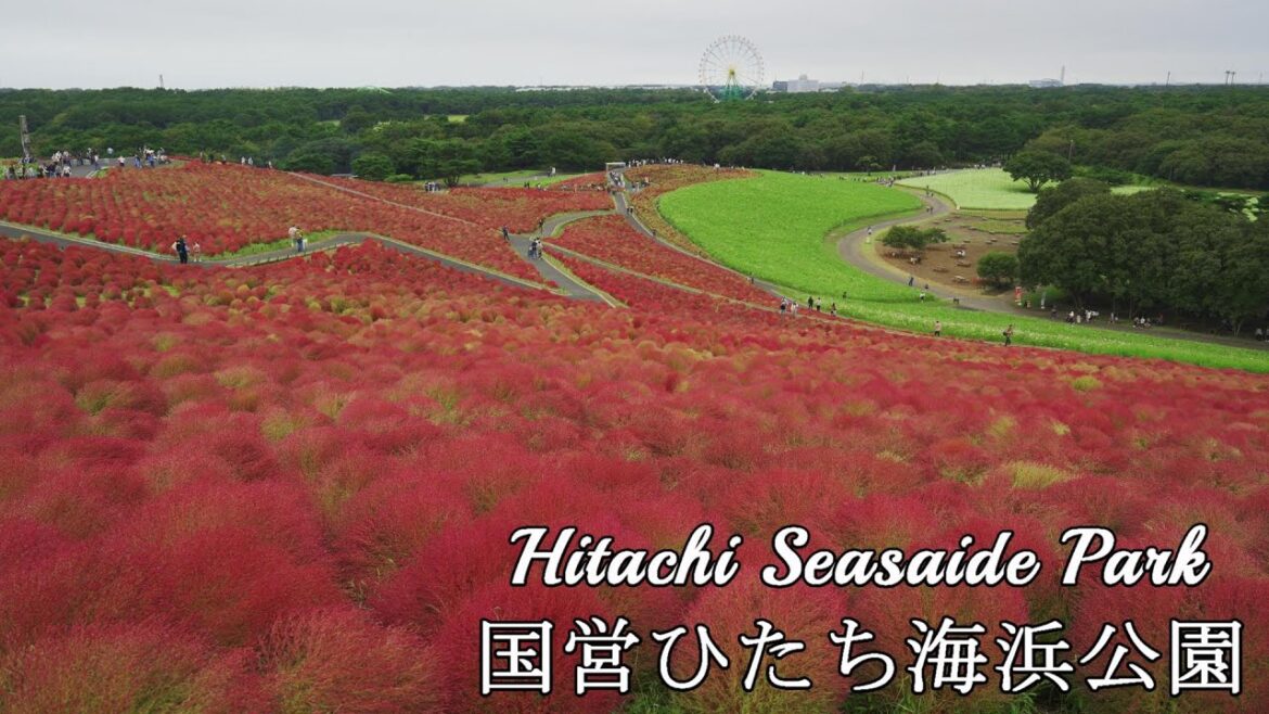 コキアだけじゃない魅力がそこにはある！『国営ひたち海浜公園/Hitachi Seaside Park』2022.10.10