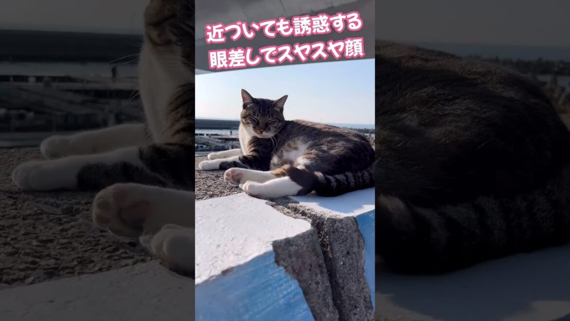 大阪田尻漁港のノラネコはノンビリとスヤスヤしている😻 / Osaka Trip