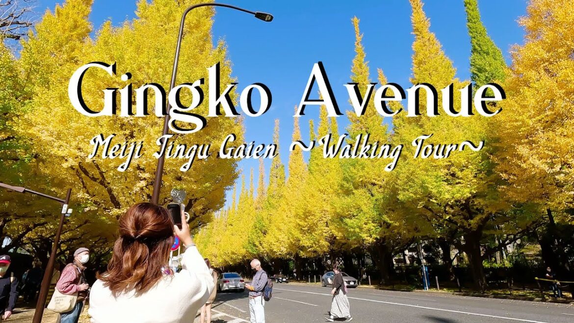 TOKYO WALK -The Gingko Avenue in Meiji Jingu Gaien【GoPro HERO 11】(Nov 2022) 明治神宮外苑 イチョウ並木の紅葉 TOKYO WALK -The Gingko Avenue in Meiji Jingu Gaien【GoPro HERO 11】(Nov 2022) 明治神宮外苑 イチョウ並木の紅葉