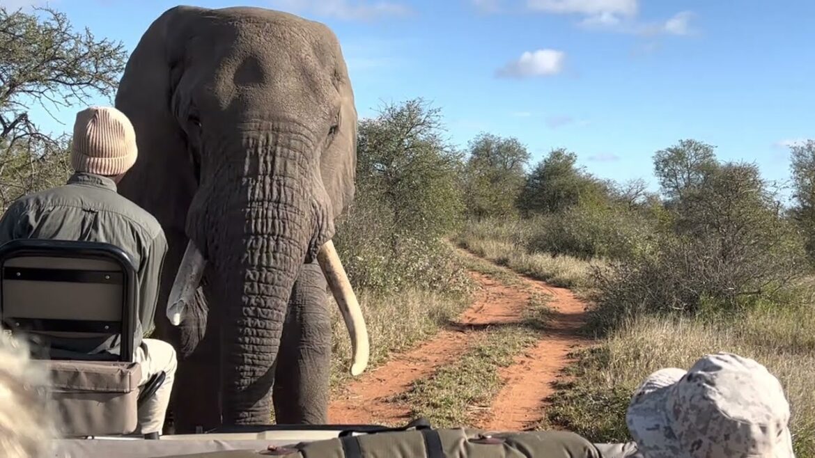 Giant African elephant challenges safari tracker