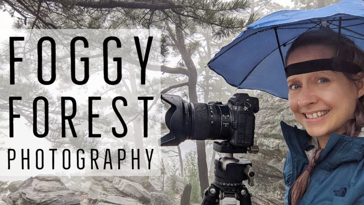 Foggy Forest Photography – 10 Months After a Forest Fire – Pilot Mountain State Park, North Carolina Foggy Forest Photography - 10 Months After a Forest Fire - Pilot Mountain State Park, North Carolina