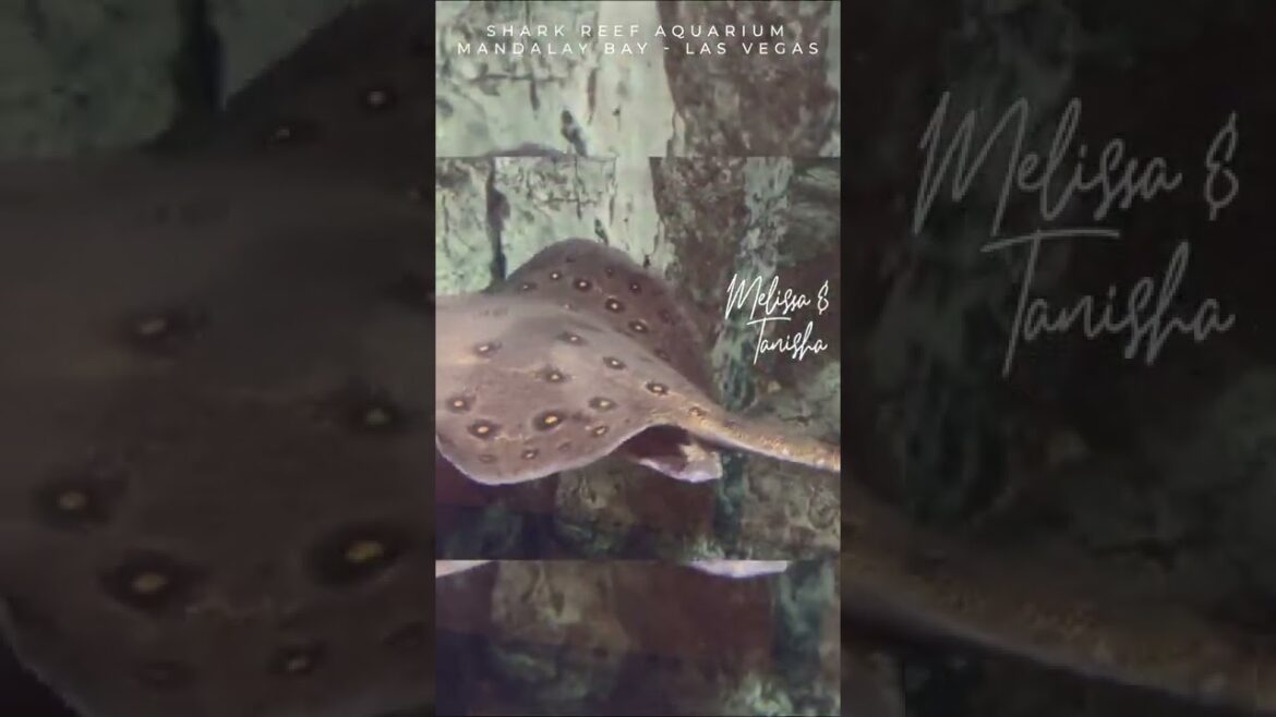 Shark Reef Aquarium #shorts Shark Reef Aquarium #shorts