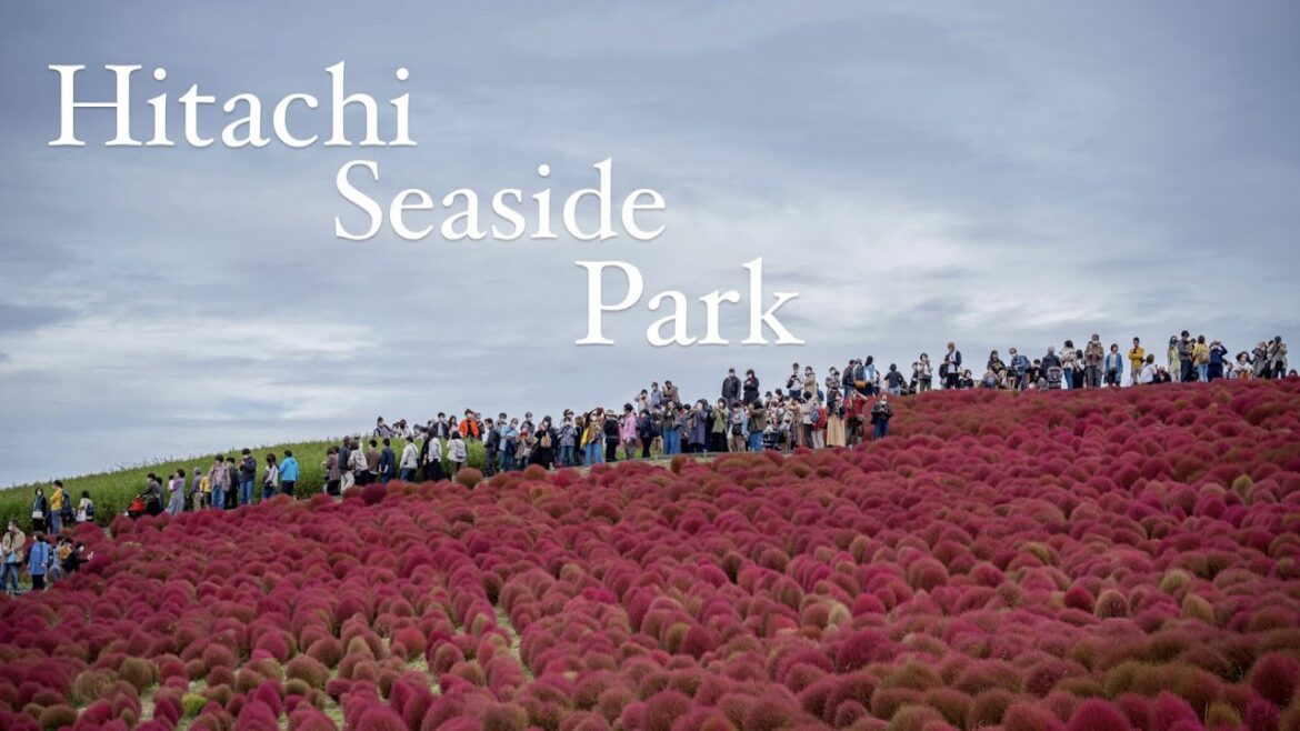 HITACHI SEASIDE PARK AUTUMN 2022 | ひたち海浜公園 IBARAKI JAPAN