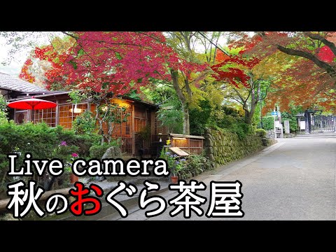 LIVE CAMERA Autumn at OguraChaya【京都おすすめ】秋のおぐら茶屋【ライブカメラ】 LIVE CAMERA Autumn at OguraChaya【京都おすすめ】秋のおぐら茶屋【ライブカメラ】