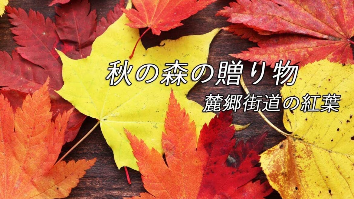 【富良野観光物語】2019.秋.vol.147 北海道・富良野 秋の森の贈り物 麓郷街道の紅葉 【富良野観光物語】2019.秋.vol.147 北海道・富良野 秋の森の贈り物 麓郷街道の紅葉