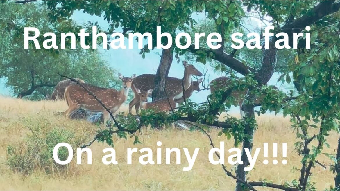 Ranthambore National Park, Sawai Madhopur, Rajasthan | India Travel Vlog 2022 Ranthambore National Park, Sawai Madhopur, Rajasthan | India Travel Vlog 2022