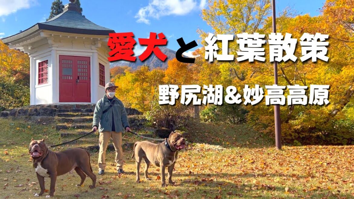 【犬連れ車中泊旅】色鮮やかな紅葉に感動！癒しの森で絶景森林セラピー♪長野県野尻湖 & 新潟県妙高高原