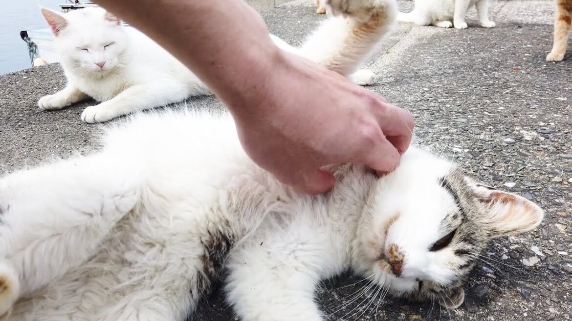 【上天草市湯島】猫島を一人旅で満喫  Cat Island Yushima. -Healing Cat Tourism-