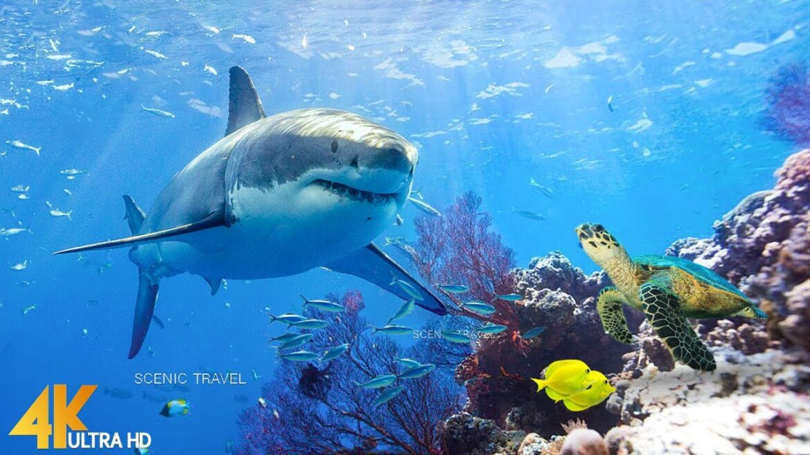 3HRS Video 4K Shark Paradise - Undersea Nature Relaxation Film + Relaxing Music By Scenic Travel
