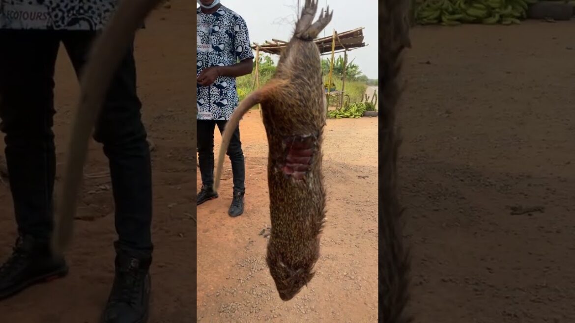 π¬π Giant Rat Grasscutter Exotic Street Food Ghana #shorts π¬π Giant Rat Grasscutter Exotic Street Food Ghana #shorts