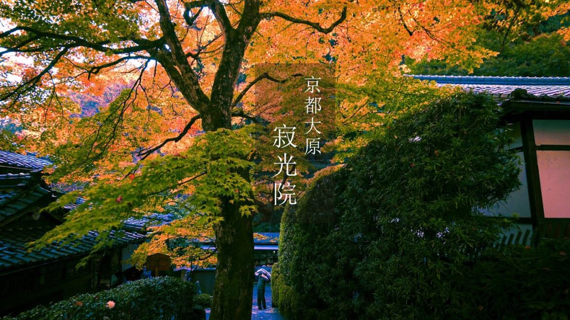 【Trip to Kyoto】寂光院の紅葉|2022.11.12|4K|京都紅葉|Jakkoin temple (in Kyoto)|Kyoto Autumn leaves 【Trip to Kyoto】寂光院の紅葉|2022.11.12|4K|京都紅葉|Jakkoin temple (in Kyoto)|Kyoto Autumn leaves