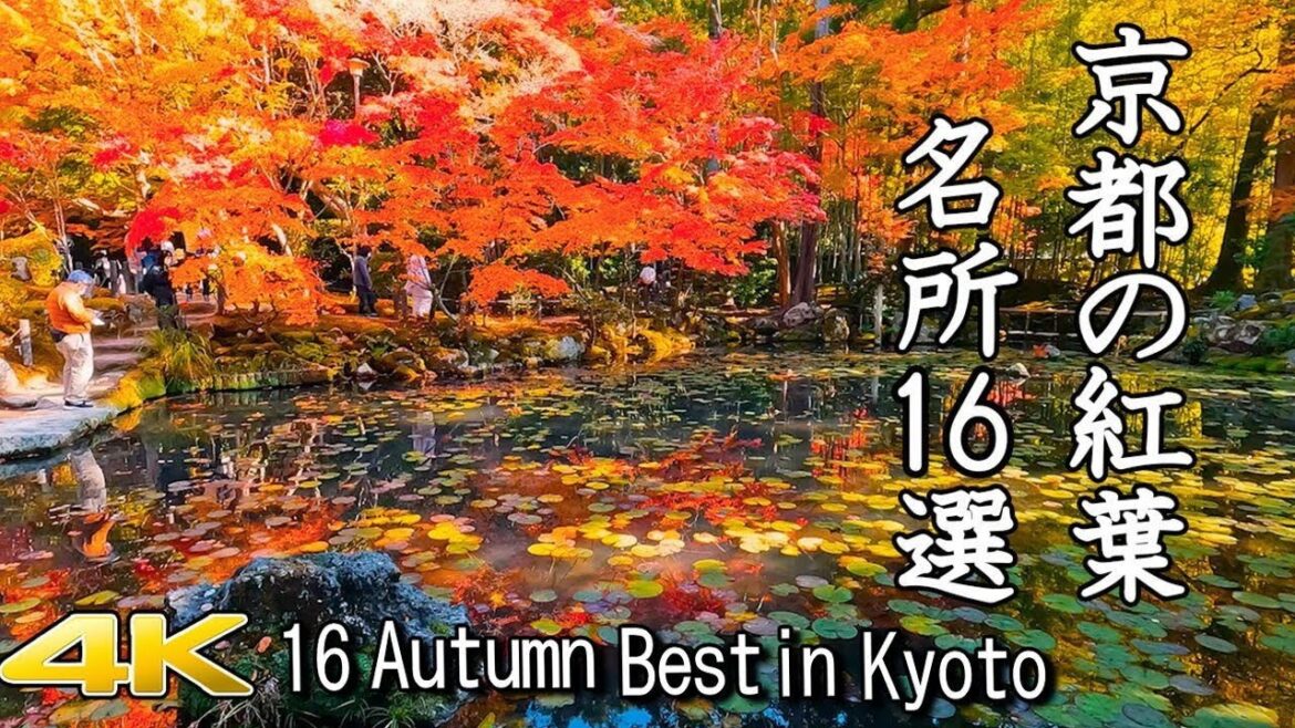 【4K 京都紅葉16選🍁】16 Autumn Leaves in Kyoto 【4K 京都紅葉16選🍁】16 Autumn Leaves in Kyoto