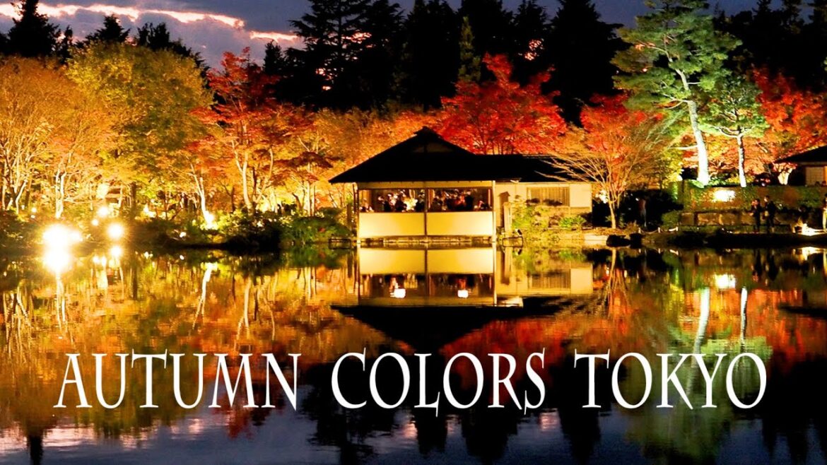 Autumn leaf viewing season in TOKYO and SAITAMA.東京、埼玉で紅葉が見頃 Autumn leaf viewing season in TOKYO and SAITAMA.東京、埼玉で紅葉が見頃