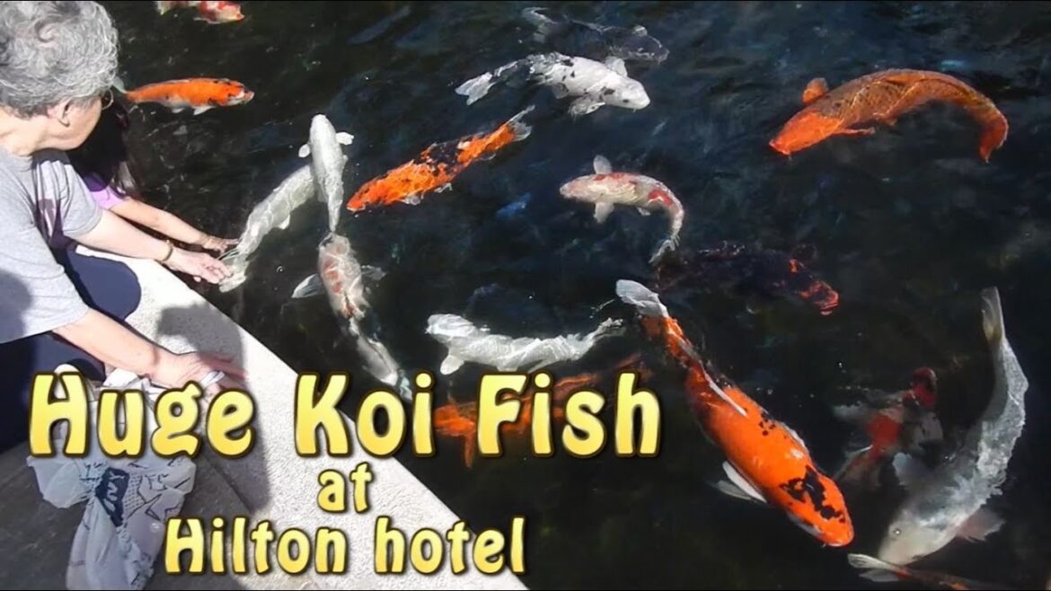 Giant Koi Fish at Hilton Hawaiian Village Giant Koi Fish at Hilton Hawaiian Village