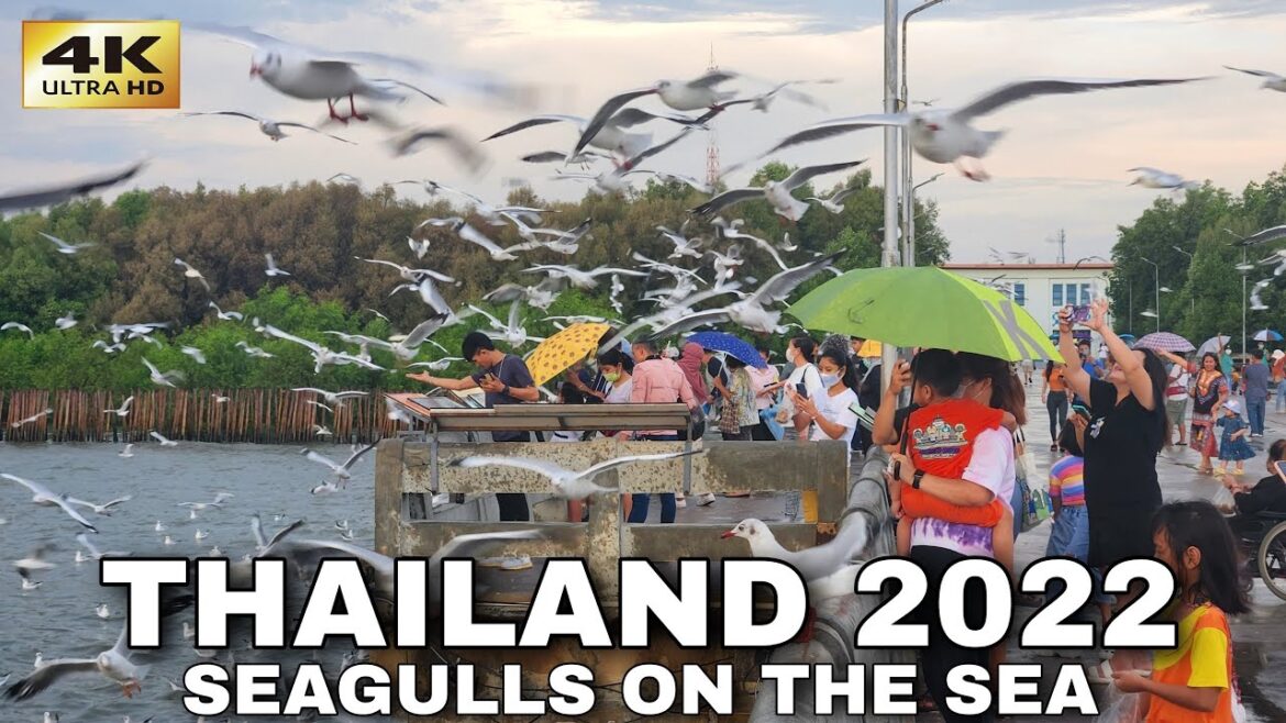 [4K] Sunset Walk on the Bridge with Seagulls near Bangkok - Bang Pu, Thailand