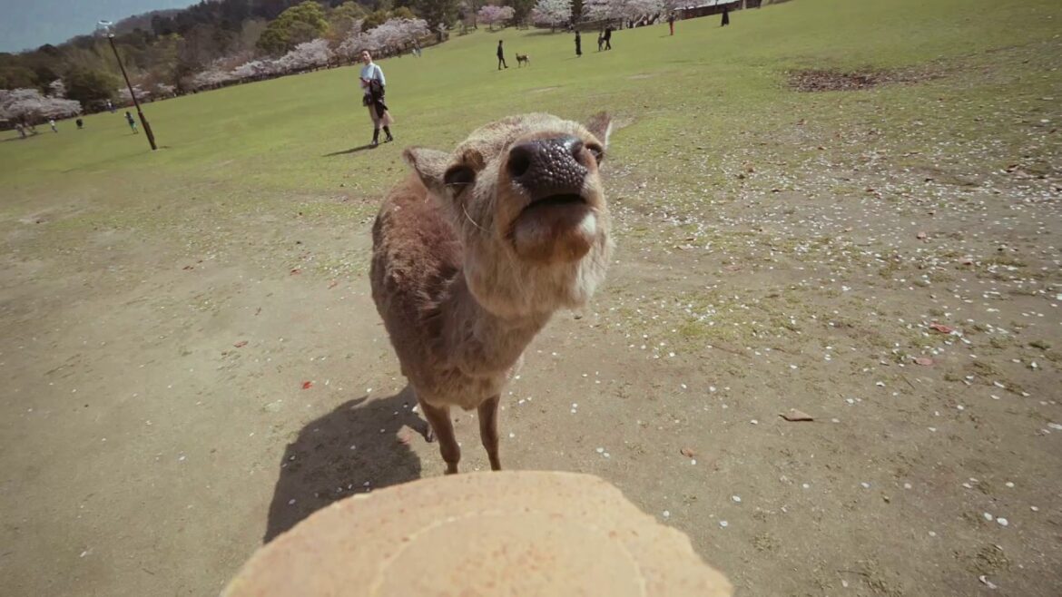 Japan 2017 Japan 2017