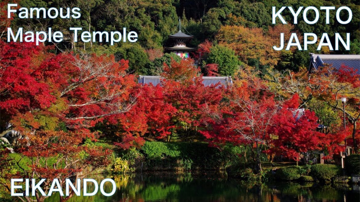 【JAPAN TRAVEL:KYOTO】EIKANDO Beautiful Autumn leaves of temple Kyoto walking Japan Vlog 【JAPAN TRAVEL:KYOTO】EIKANDO Beautiful Autumn leaves of temple Kyoto walking Japan Vlog